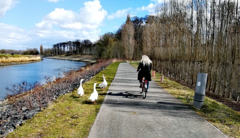 Fietsen langs de Schelde