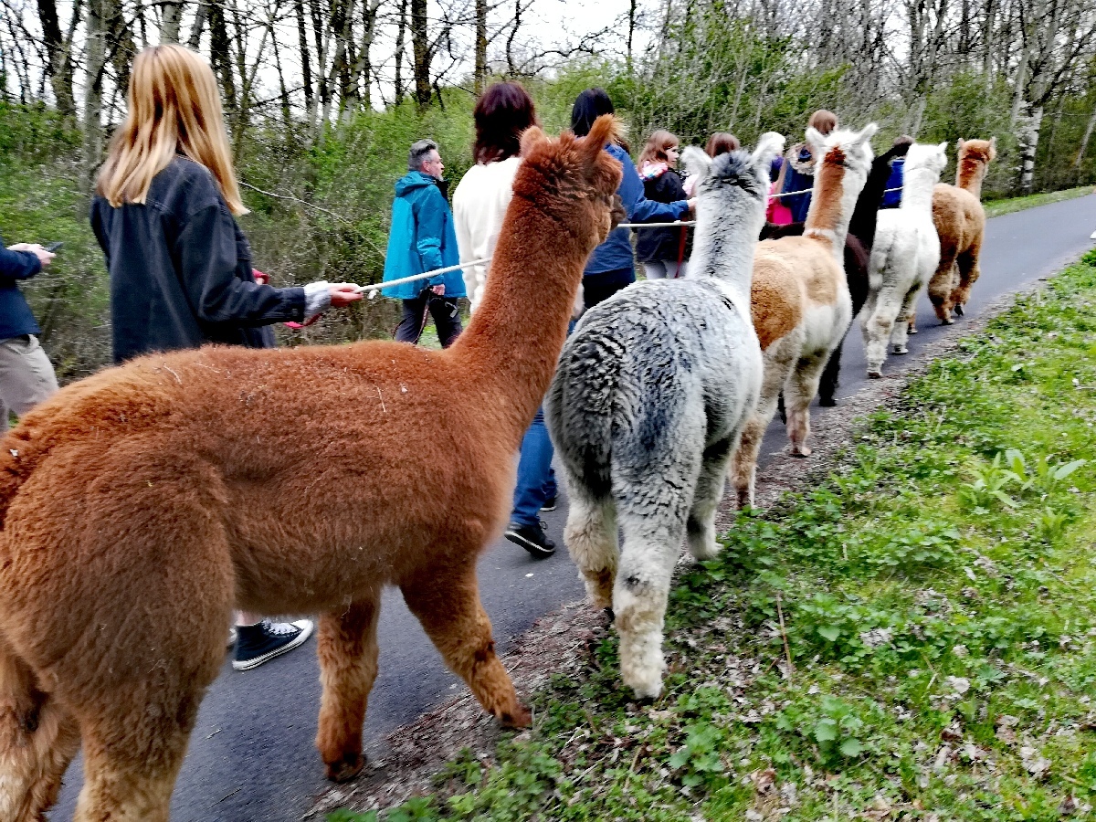 Alpaca's